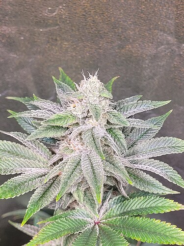 Growreport Bild 5
