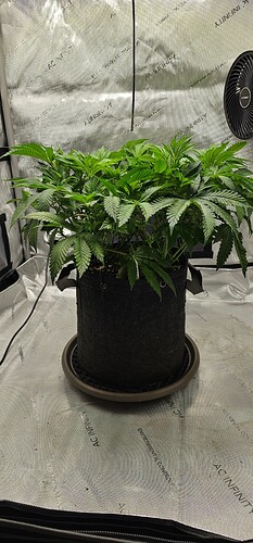 Growreport Bild 4