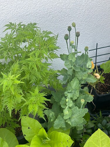 Growreport Bild 9