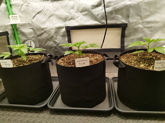 Growreport Bild 6