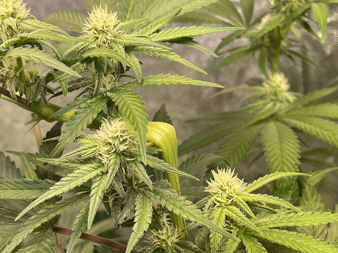 Growreport Bild 4