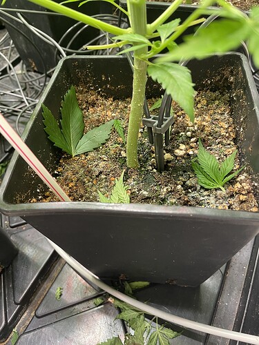 Growreport Bild 5