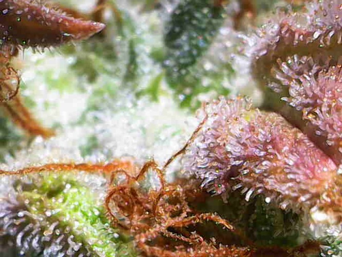 Growreport Bild 24
