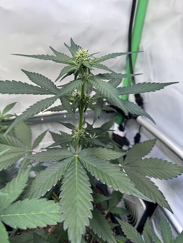Growreport Bild 12