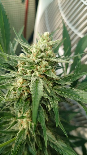 Growreport Bild 4