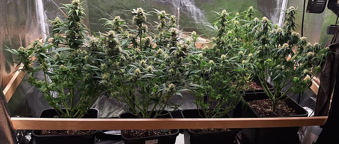 Growreport Bild 3