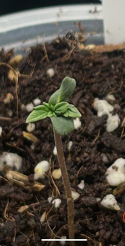 Growreport Bild 5