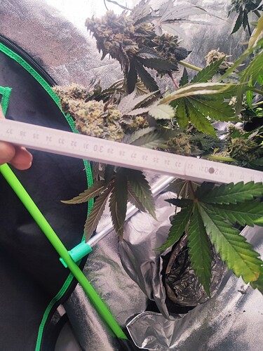 Growreport Bild 29