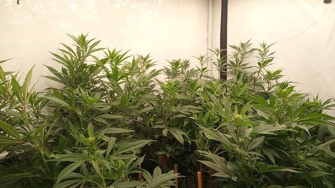 Growreport Bild 15