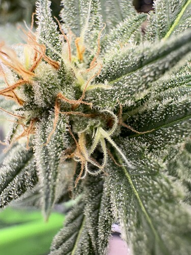 Growreport Bild 3