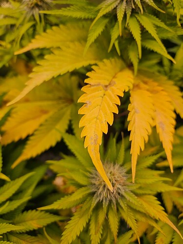 20250102_180521 - Kopie