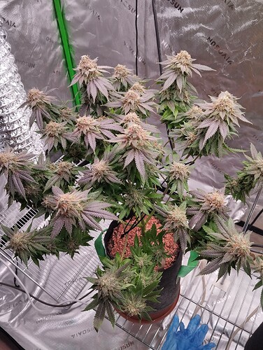 Growreport Bild 21