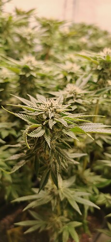 Growreport Bild 11