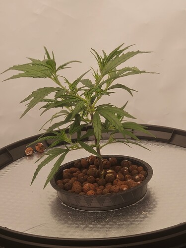 Growreport Bild 41