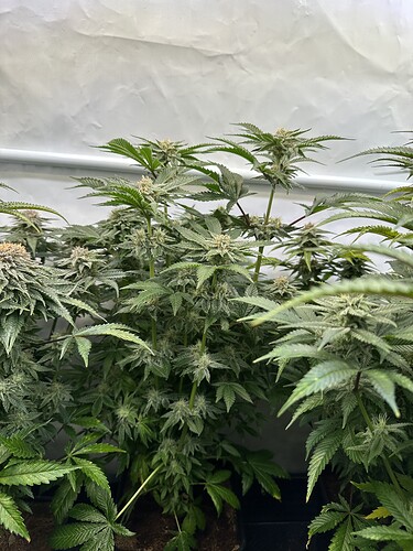 Growreport Bild 7