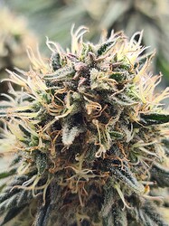 Growreport Bild 131