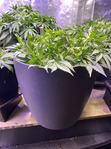 Growreport Bild 114