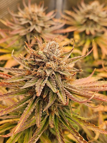 Growreport Bild 4