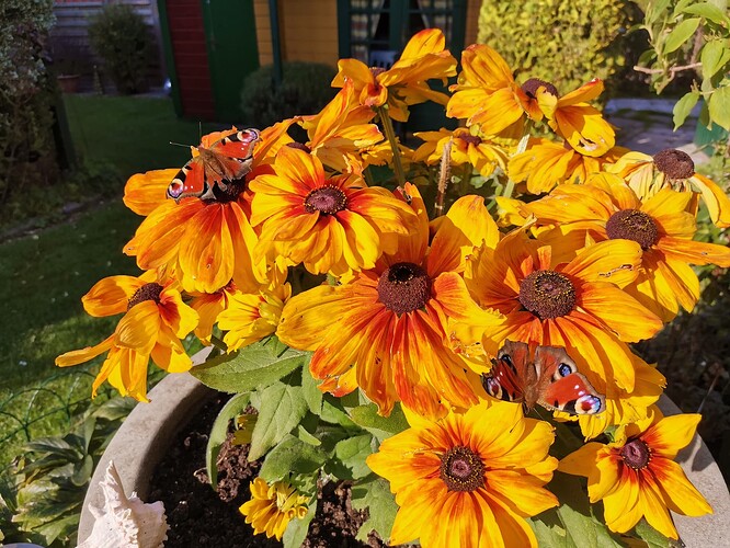Garten (18)