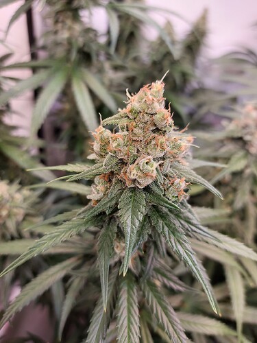 Growreport Bild 2