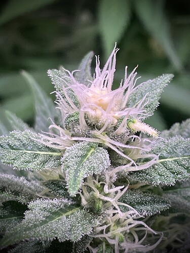 Growreport Bild 10
