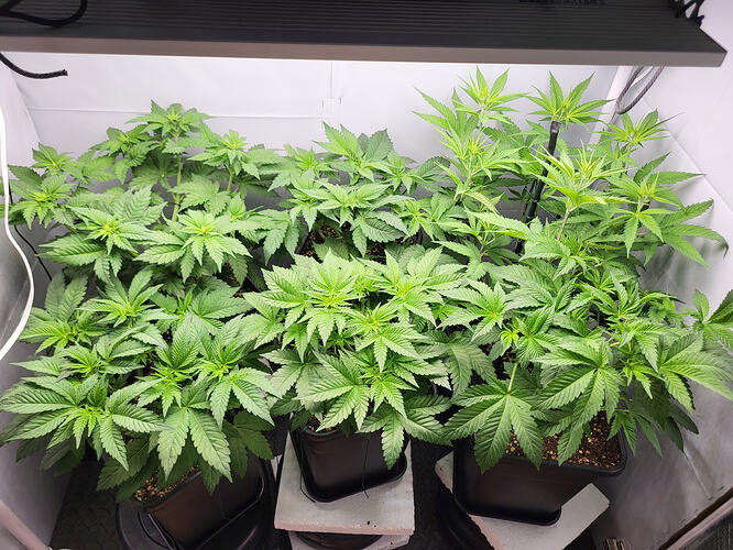 Growreport Bild 2
