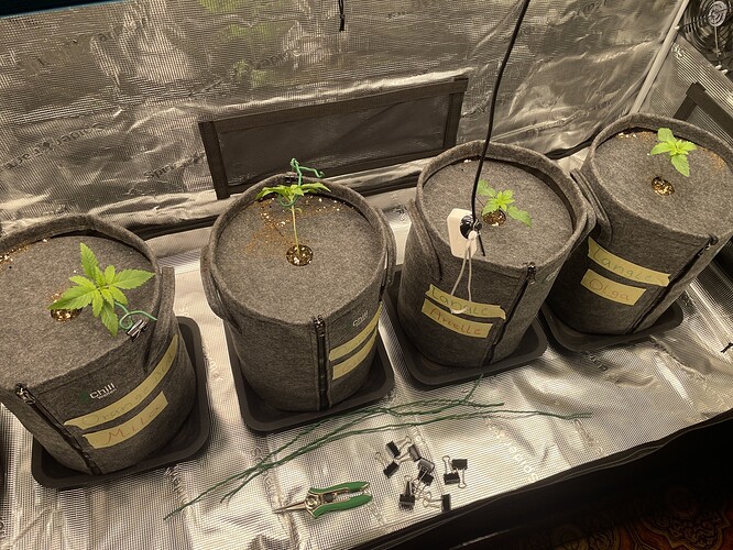 Vier junge Cannabispflanzen in Vlies-Töpfen, die sich in einer Growbox befinden. Jede Pflanze ist in einem separaten Topf, und auf den Töpfen sind handschriftliche Etiketten angebracht.
