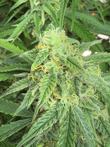 Growreport Bild 11