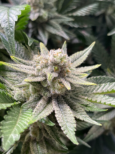Growreport Bild 6