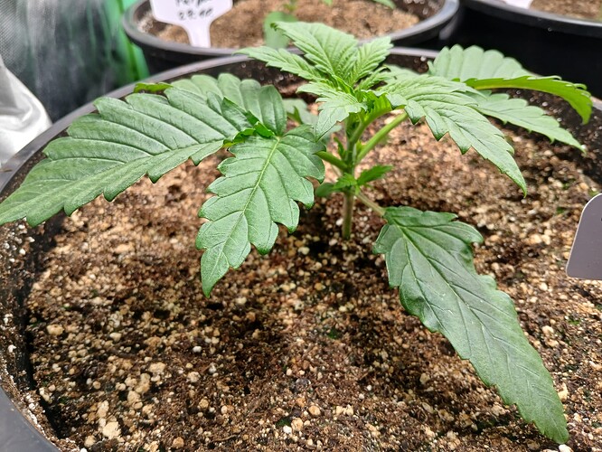 Growreport Bild 8