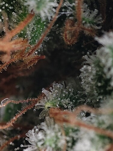 Growreport Bild 60