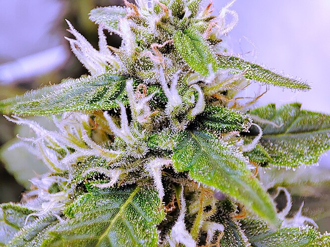 Growreport Bild 35