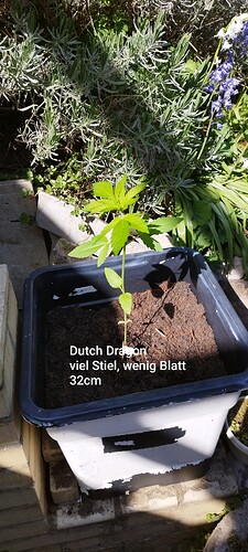 IMG_20250428_153804