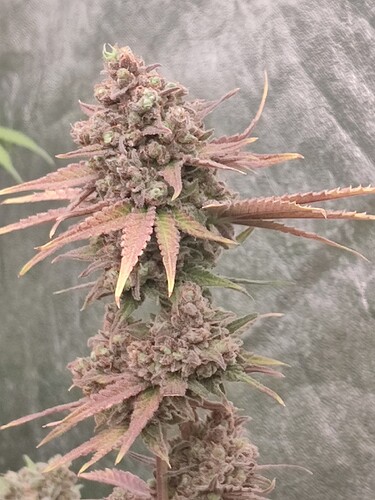 Growreport Bild 55