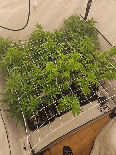 Growreport Bild 3