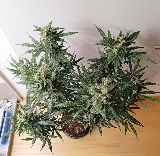 Growreport Bild 2