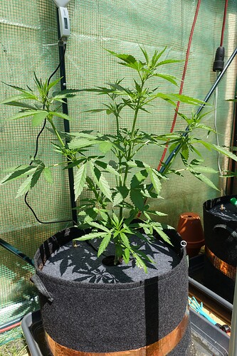 Growreport Bild 4