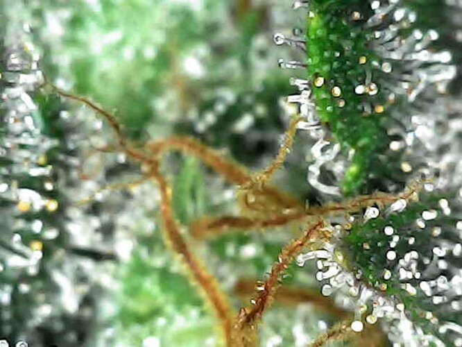 Growreport Bild 12
