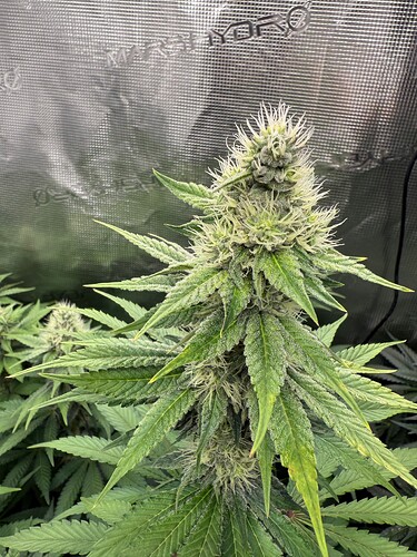 Growreport Bild 9