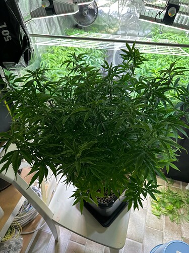 Growreport Bild 35