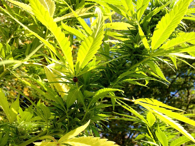 Grow25_1018_MexicanErnte_04