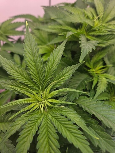 Growreport Bild 2