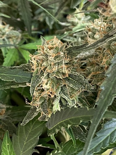 Growreport Bild 76