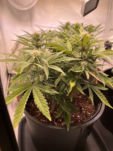 Growreport Bild 16