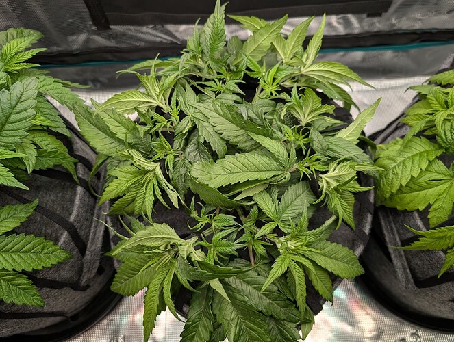 Growreport Bild 6