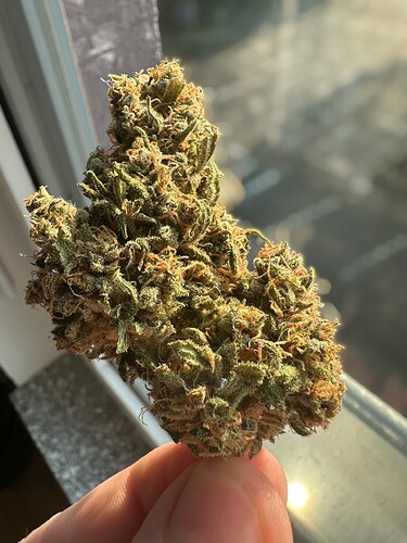 bud