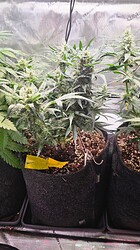 Growreport Bild 3