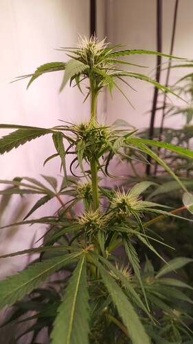Growreport Bild 2