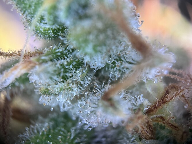 Growreport Bild 6