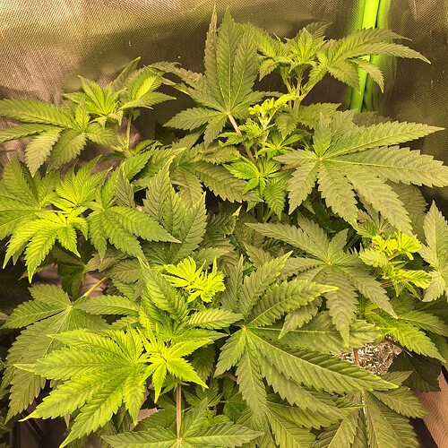 Eine junge Cannabispflanze mit vielen grünen Blättern und einigen hellgrünen neuen Trieben, die auf eine Wachstumsphase hindeuten.